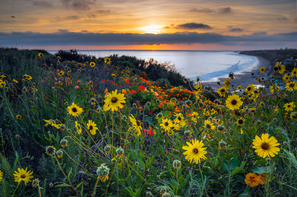 Wildflowers and coastal views on the Top of the World Hike in Laguna Beach